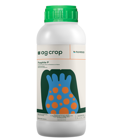 Presentation bottle