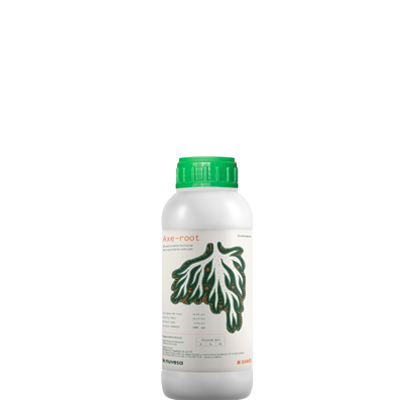 Axe-root