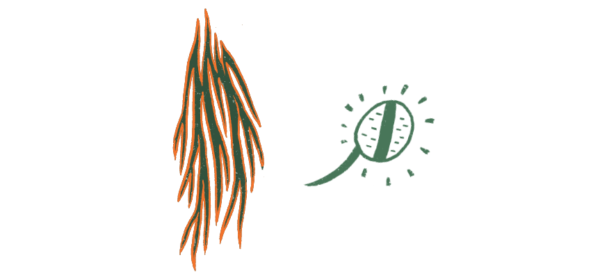 Axecic Image